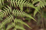 Torres' fern